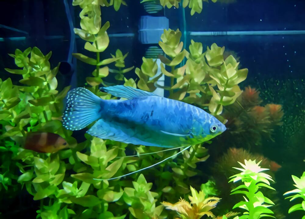 蓝星鱼身份信息