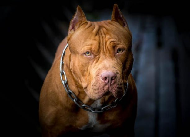 慎养烈性犬!3岁聋哑男童被比特犬攻击,因无法呼救惨遭默默撕咬