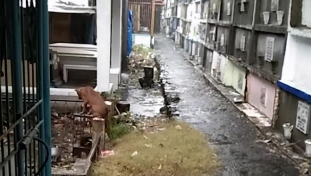 主人离世,忠犬坚守墓地3个月不离开!狗狗对主人的爱真是执着!