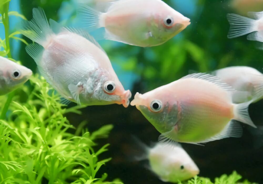 接吻鱼身份信息