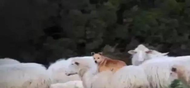 牧羊犬骑在羊身上巡视,这不是“皮皮羊,走!”