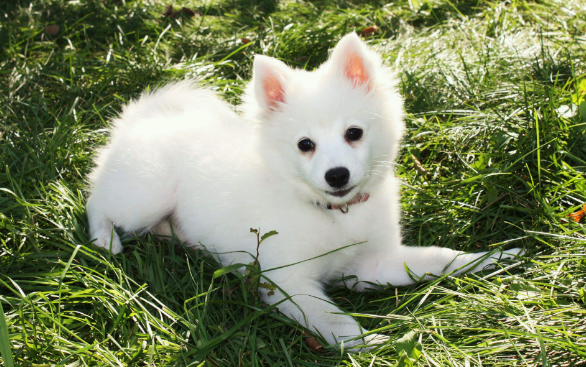 男子丢石头砸宠物狗,却被狗主人赶尽杀绝,送至医院抢救无效身亡