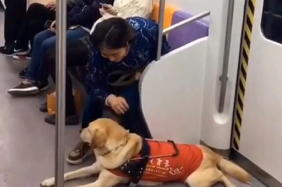 导盲犬带主人坐地铁,被乘客嫌弃太臭,表情很委屈,让人心疼