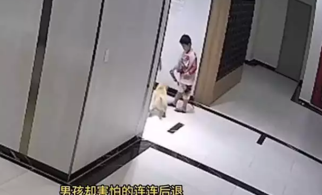 爸爸为了保护儿子，踢了没拴狗绳的狗，狗主人一拳KO爸爸