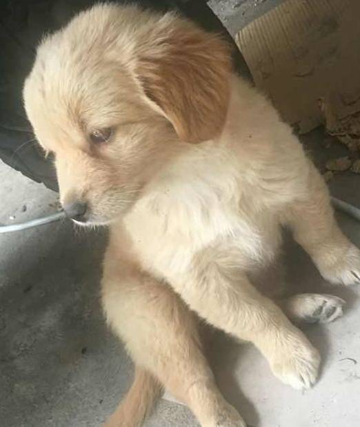 花300网购的金毛犬，三天后收到狗一看，网友：我是不是被骗了