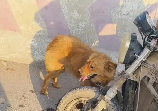 面对350块，狗主亲自把躲进车底的小狗拽出，狗贩：听人劝吃饱饭