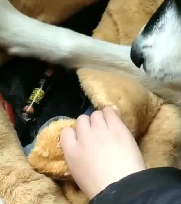 狗子紧紧按住小垫子,主人感到很疑惑,掀开垫子之后哭笑不得!