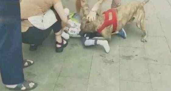 宠物店将恶犬栓门口,4岁男童被咬住不放,网友:老板真该死