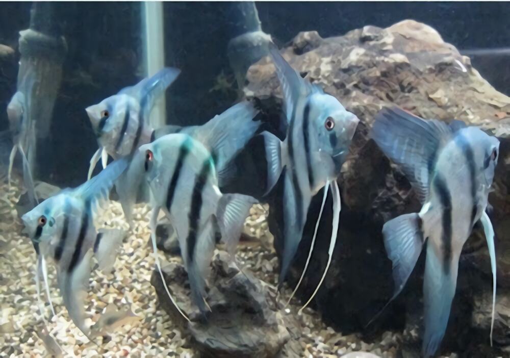 神仙鱼身份信息