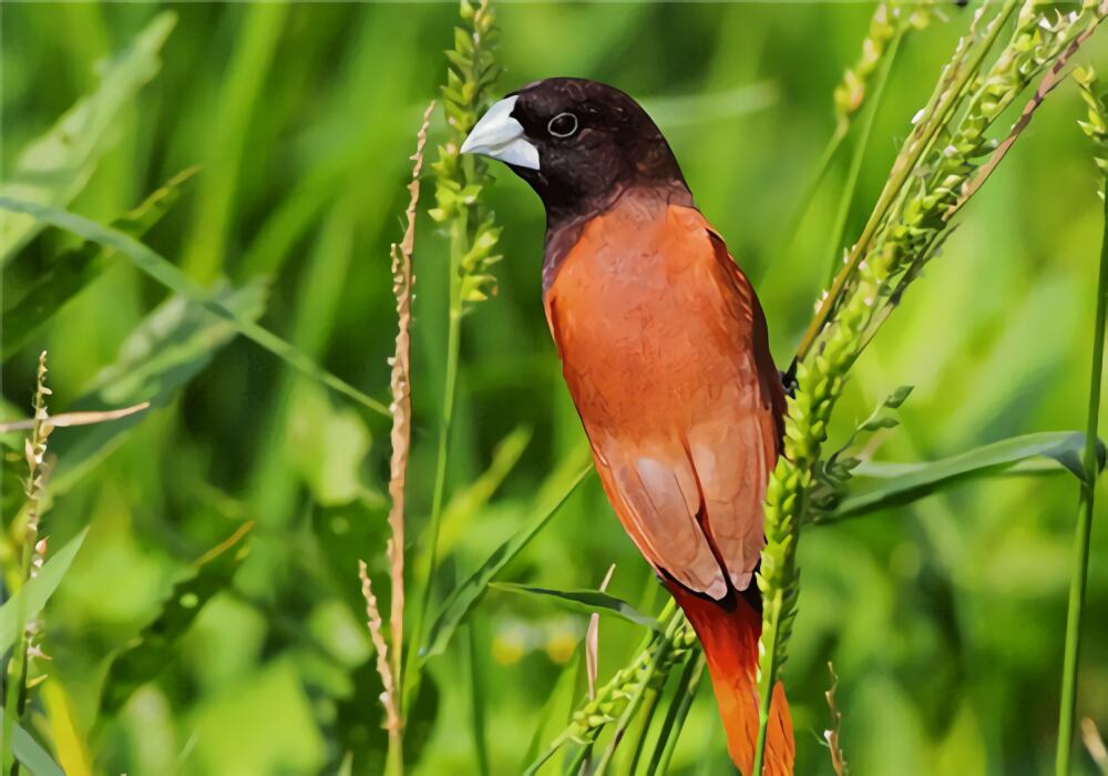 栗腹文鸟身份信息