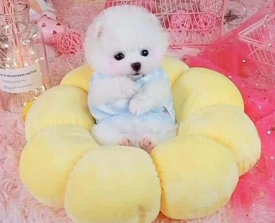 小狗狗被打扮成公主，乖乖躺在萌窝里，心已经被狗萌化！