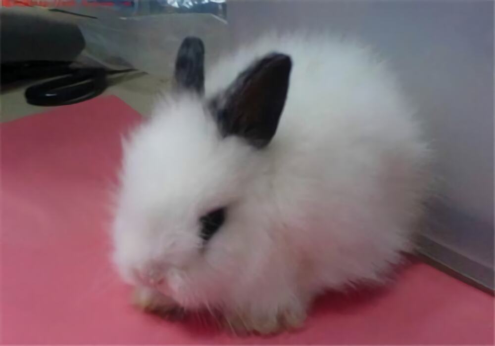 西施兔身份信息