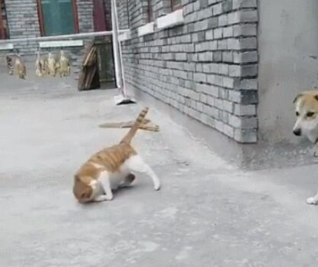 大橘猫碰瓷党小土狗,橘猫:你撞倒我了