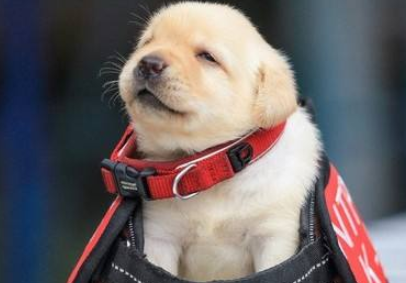 检疫犬对包裹大叫,搜出的东西让人哭笑不得