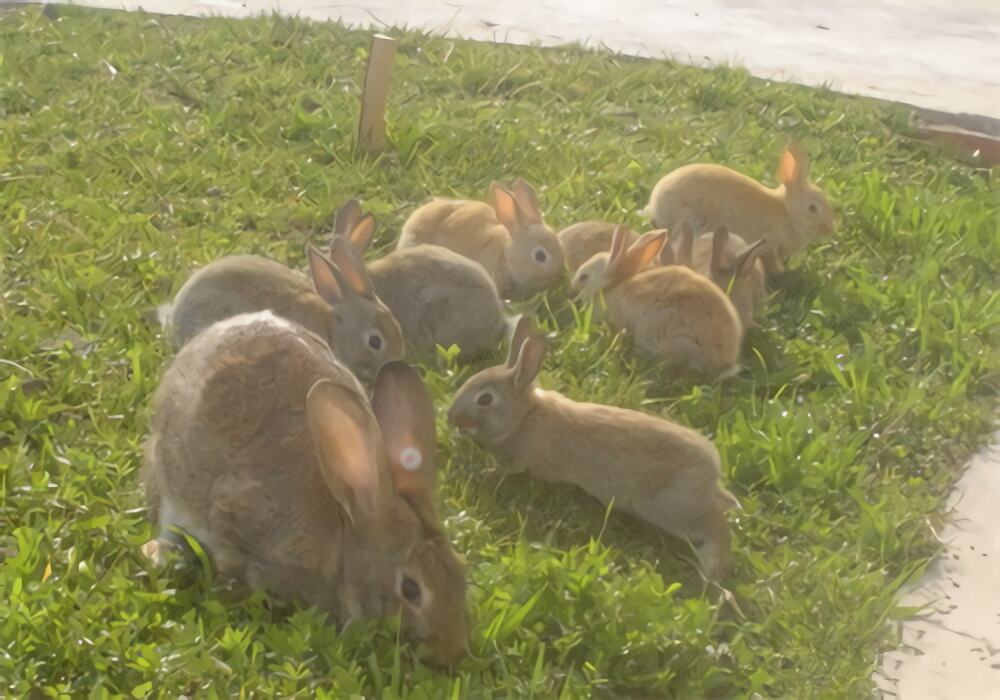 比利时兔身份信息