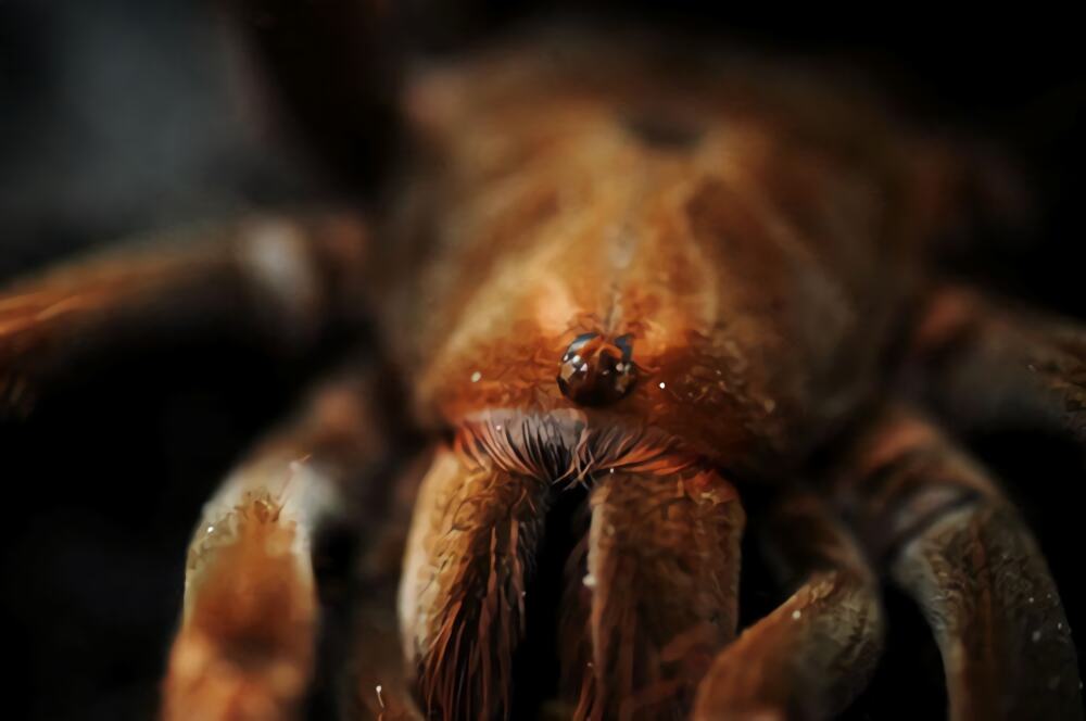 巴西粉红食鸟身份信息