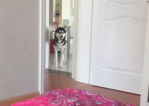 主人严禁狗狗进卧房,二哈不信频繁观察,被发觉后转头就开赛