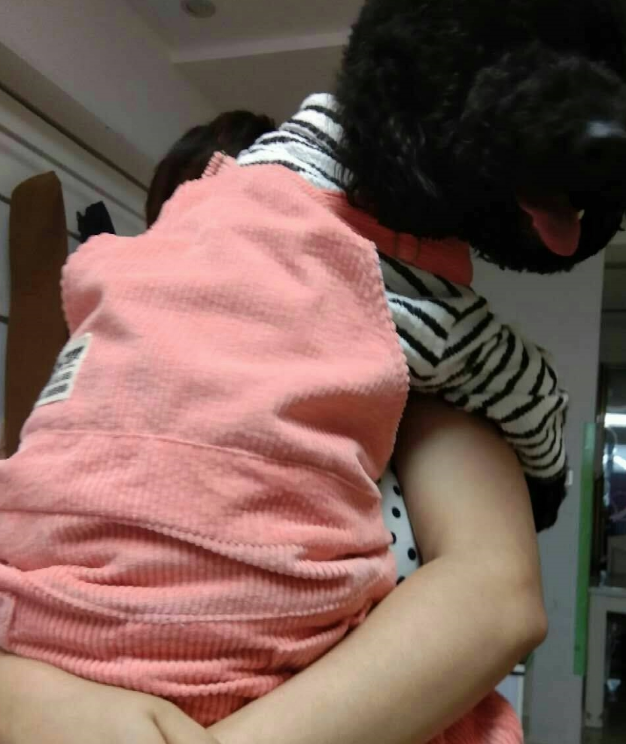 泰迪犬被打扮成了家庭主妇,但它的内心还只是个孩子,看它多可爱