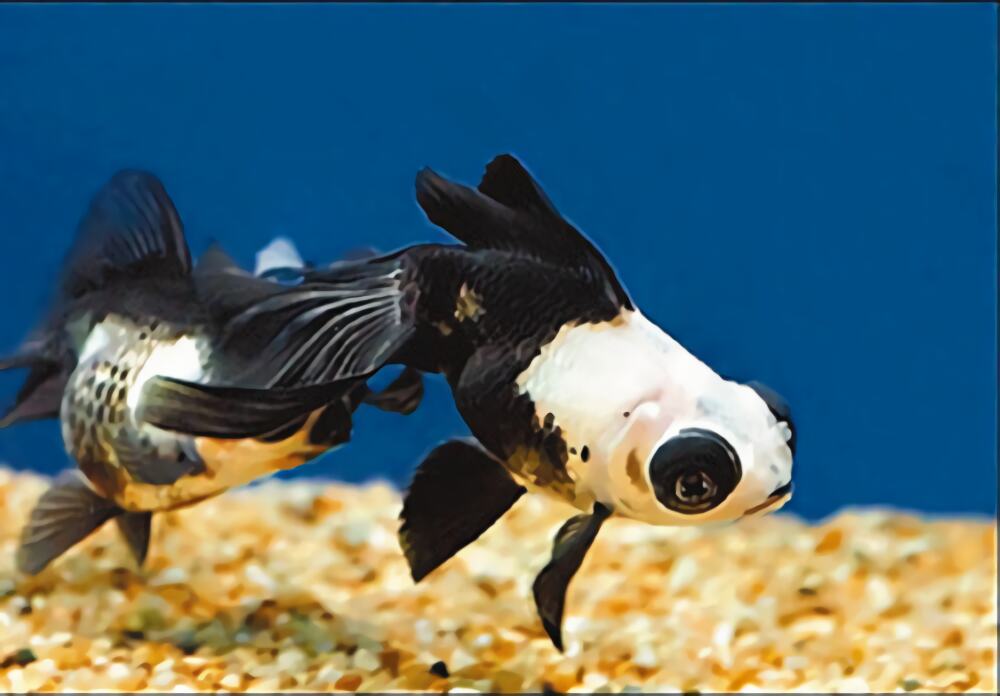 熊猫金鱼身份信息