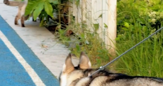 女子带狗子遛弯,偶遇一只霸气的猫咪。狗:拜见咪咪大王