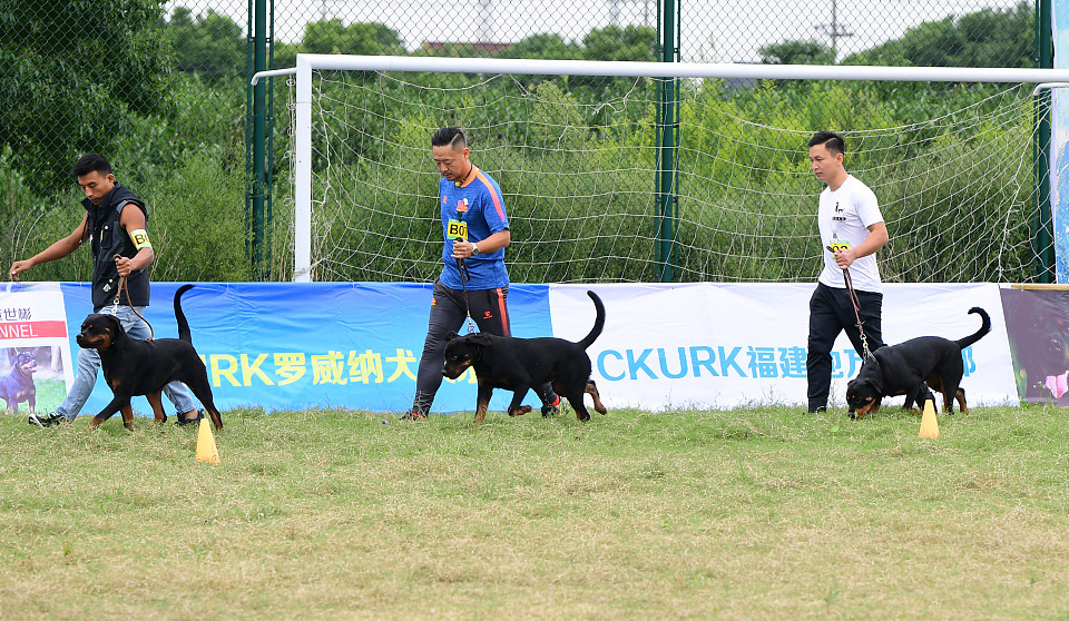 遇到女孩牵着狗“礼貌”的问答引热议:直接造成暴击 恶犬伤人