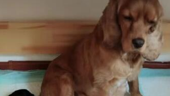 金毛生下一堆小奶狗,一脸生无可恋的表情:咋是这颜色,不喂了!