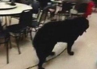 獒犬扯断绳溜出门 在热炒店逛大街吓得客人都不敢动