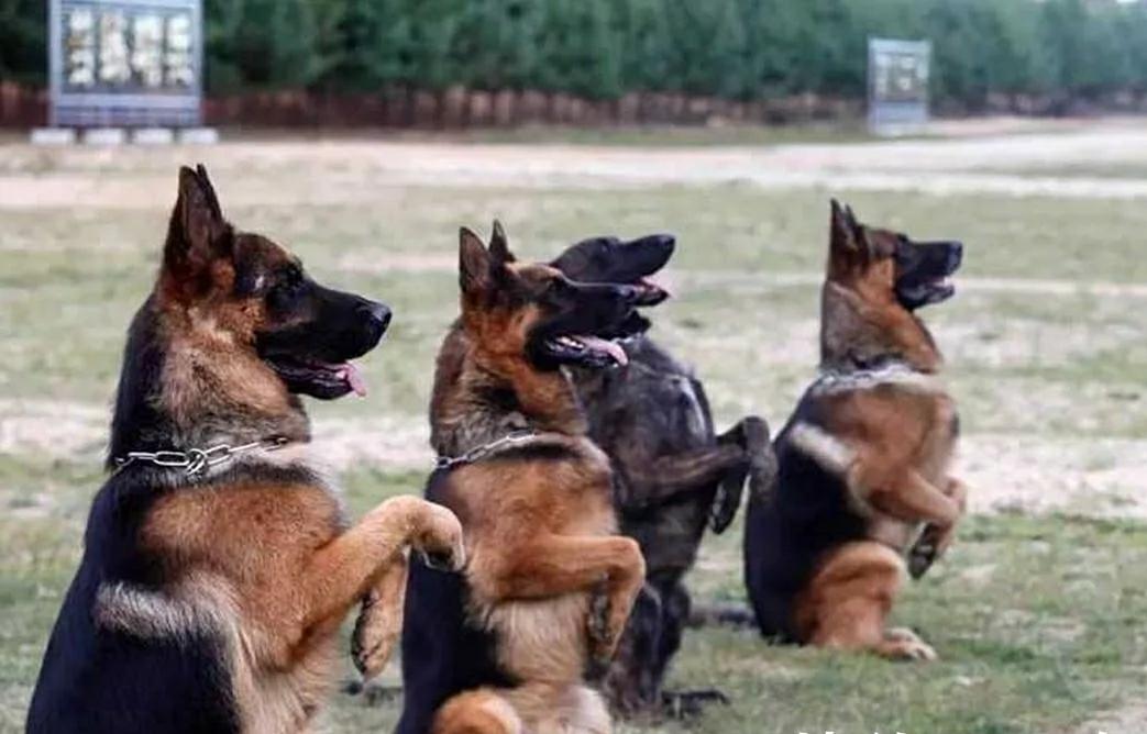 退役军犬大街上挣脱绳索,咬死路人!调查结果令人落泪