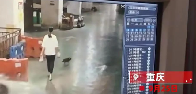 小土狗未牵绳在车库被碾压,车主无奈:谈好赔土狗,又改要泰迪!