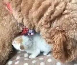 一只被丢弃的小猫咪,死命追着小狗当妈妈,成功耍赖被带回家