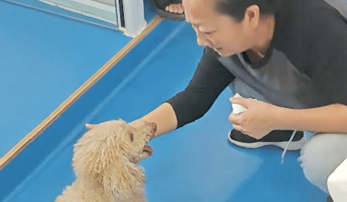 主人给17岁贵宾犬安乐死,它目不转睛看了家人很久很久,太诛心
