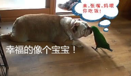 狗子食量非常少,一个月却长胖了十几斤,主人家了解缘故后啼笑皆非