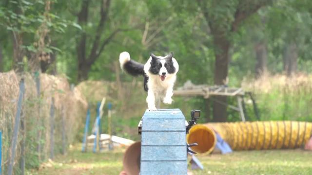 偶然的一次他接触到敏捷犬运动就一发不可收拾,竟然…