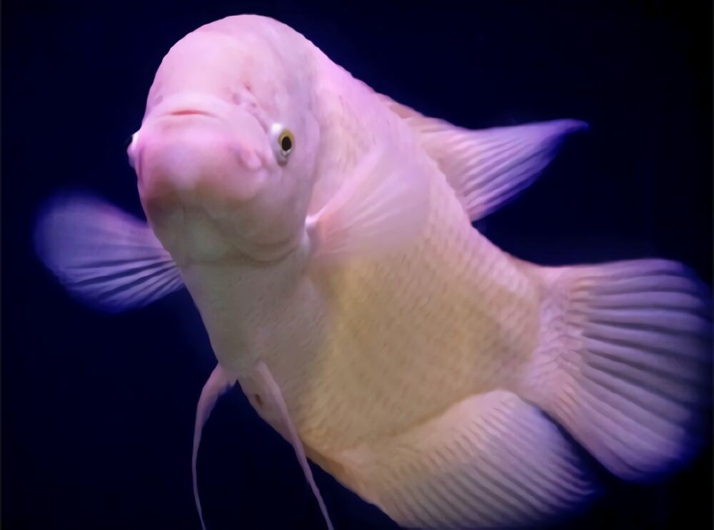 招财鱼身份信息