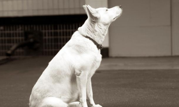 现实版“忠犬八公”,火车站苦等主人一年,好心人用爱将其感化