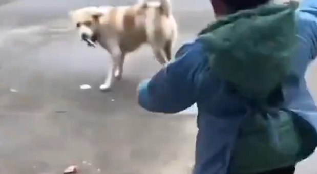 狗子抢了小孩的火腿肠,撒腿就跑!