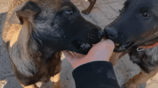 狗妈妈没了,三只狗狗即将被主人卖掉,狗狗们相互依偎:我们不想分开