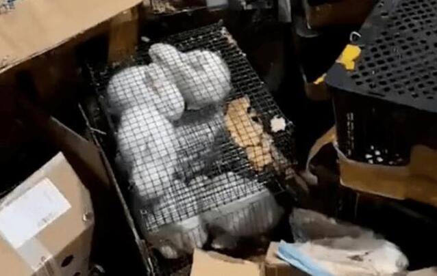 痛心!百余只宠物盲盒被遗弃街头,有猫有狗都在惨叫!