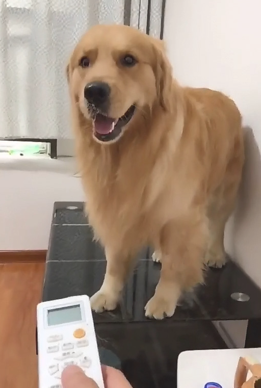 金毛狗狗嫌热把手关掉,还把主人吹的散热风扇也关掉,硬要主人吹空调!