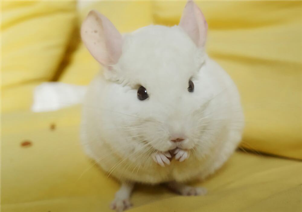 粉白龙猫身份信息