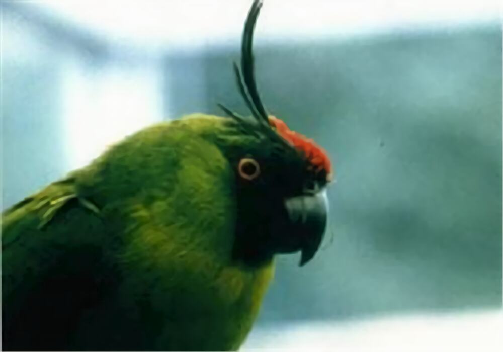 独角鹦鹉身份信息