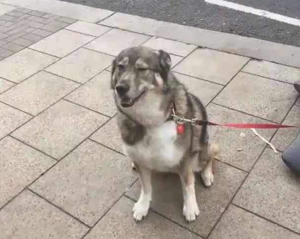 小伙子带狗子外出,把狗拴广告牌子入店点单,下面的画面让众人笑趴