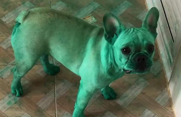 2只斗牛犬深更半夜闯进餐厅厨房,为自己染了全身绿