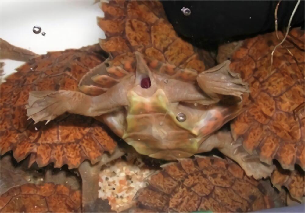 费兹洛河龟身份信息