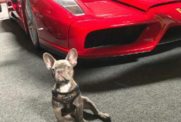 斗牛犬仅一岁便开豪车、戴名表,拥有数亿家产,堪称狗生赢家