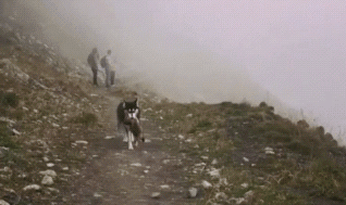 主人带二哈去爬山,半路上狗狗却跑没有了,狗:今日能够用餐了