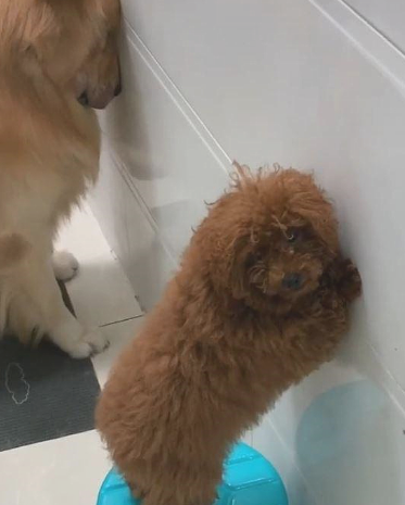 狗狗头靠墙面罚站,媳妇正觉得心痛,见到一旁却不吭声了