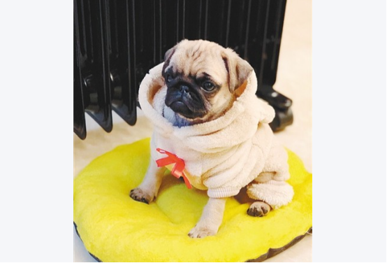 “星期狗”官司判了，宠物店“退一赔三”！