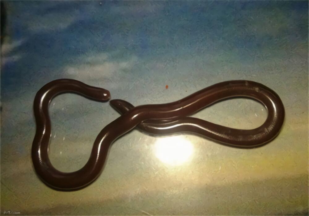 钩盲蛇身份信息