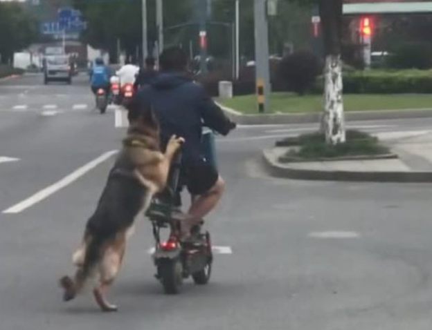 小伙带狗狗在街上买水果,狗狗做的一事令人捧腹